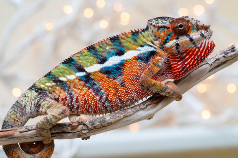 Holdbacks/Individuals: Ambilobe offspring from "Voanato-anjiana" (AKA Red Prince) x "Hafahafa-alkola" (AKA Strange Brew) - Hatched Sept 2025 - Male #2