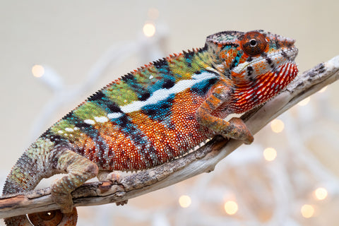 Holdbacks/Individuals: Ambilobe offspring from "Voanato-anjiana" (AKA Red Prince) x "Hafahafa-alkola" (AKA Strange Brew) - Hatched Sept 2025 - Male #2