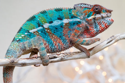 Holdbacks/Individuals: Ambilobe offspring from "Voanato-anjiana" (AKA Red Prince) x "Hafahafa-alkola" (AKA Strange Brew) - Hatched Sept 2025 - Male #3