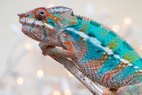 Holdbacks/Individuals: Ambilobe offspring from "Voanato-anjiana" (AKA Red Prince) x "Hafahafa-alkola" (AKA Strange Brew) - Hatched Sept 2025 - Male #3