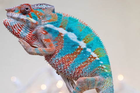 Holdbacks/Individuals: Ambilobe offspring from "Voanato-anjiana" (AKA Red Prince) x "Hafahafa-alkola" (AKA Strange Brew) - Hatched Sept 2025 - Male #3