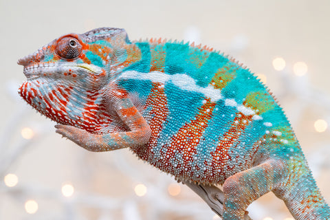 Holdbacks/Individuals: Ambilobe offspring from "Voanato-anjiana" (AKA Red Prince) x "Hafahafa-alkola" (AKA Strange Brew) - Hatched Sept 2025 - Male #3