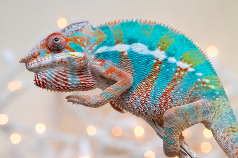 Holdbacks/Individuals: Ambilobe offspring from "Voanato-anjiana" (AKA Red Prince) x "Hafahafa-alkola" (AKA Strange Brew) - Hatched Sept 2025 - Male #3