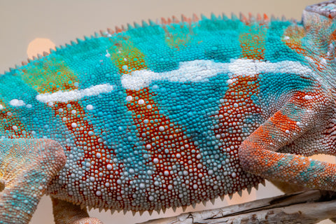 Holdbacks/Individuals: Ambilobe offspring from "Voanato-anjiana" (AKA Red Prince) x "Hafahafa-alkola" (AKA Strange Brew) - Hatched Sept 2025 - Male #3