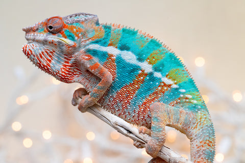 Holdbacks/Individuals: Ambilobe offspring from "Voanato-anjiana" (AKA Red Prince) x "Hafahafa-alkola" (AKA Strange Brew) - Hatched Sept 2025 - Male #3