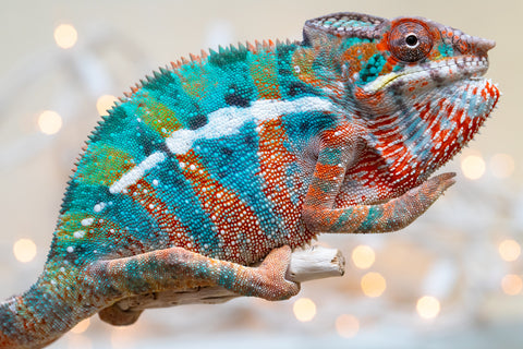 Holdbacks/Individuals: Ambilobe offspring from "Voanato-anjiana" (AKA Red Prince) x "Hafahafa-alkola" (AKA Strange Brew) - Hatched Sept 2025 - Male #3