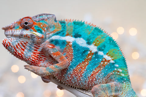 Holdbacks/Individuals: Ambilobe offspring from "Voanato-anjiana" (AKA Red Prince) x "Hafahafa-alkola" (AKA Strange Brew) - Hatched Sept 2025 - Male #3