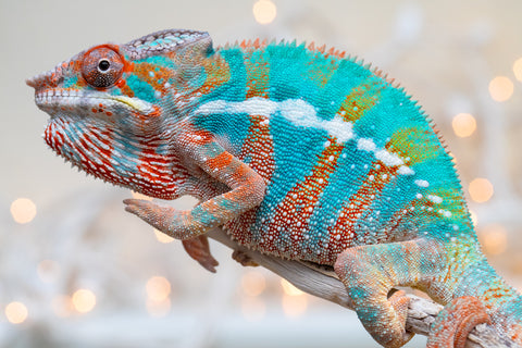 Holdbacks/Individuals: Ambilobe offspring from "Voanato-anjiana" (AKA Red Prince) x "Hafahafa-alkola" (AKA Strange Brew) - Hatched Sept 2025 - Male #3