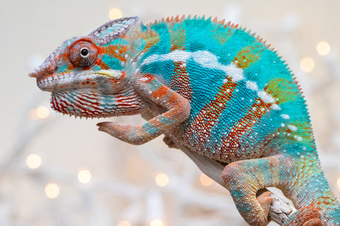 Holdbacks/Individuals: Ambilobe offspring from "Voanato-anjiana" (AKA Red Prince) x "Hafahafa-alkola" (AKA Strange Brew) - Hatched Sept 2025 - Male #3