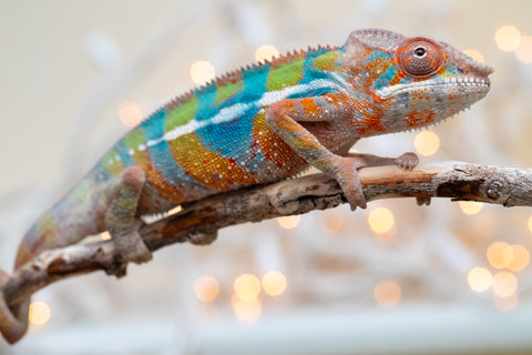 Holdbacks/Individuals: Ambilobe offspring from "Voanato-anjiana" (AKA Red Prince) x "Hafahafa-alkola" (AKA Strange Brew) - Hatched Sept 2025 - Male #4