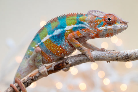 Holdbacks/Individuals: Ambilobe offspring from "Voanato-anjiana" (AKA Red Prince) x "Hafahafa-alkola" (AKA Strange Brew) - Hatched Sept 2025 - Male #4