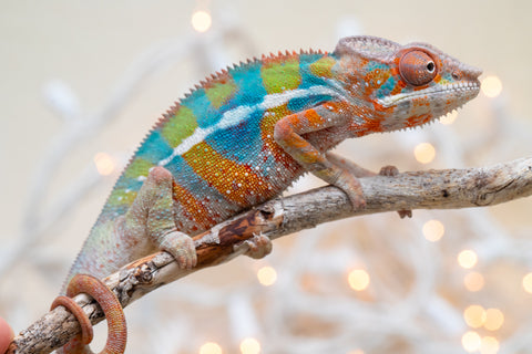 Holdbacks/Individuals: Ambilobe offspring from "Voanato-anjiana" (AKA Red Prince) x "Hafahafa-alkola" (AKA Strange Brew) - Hatched Sept 2025 - Male #4