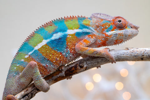 Holdbacks/Individuals: Ambilobe offspring from "Voanato-anjiana" (AKA Red Prince) x "Hafahafa-alkola" (AKA Strange Brew) - Hatched Sept 2025 - Male #4