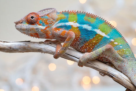 Holdbacks/Individuals: Ambilobe offspring from "Voanato-anjiana" (AKA Red Prince) x "Hafahafa-alkola" (AKA Strange Brew) - Hatched Sept 2025 - Male #4