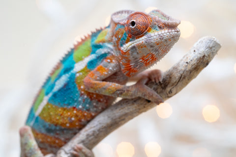 Holdbacks/Individuals: Ambilobe offspring from "Voanato-anjiana" (AKA Red Prince) x "Hafahafa-alkola" (AKA Strange Brew) - Hatched Sept 2025 - Male #4