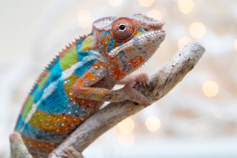 Holdbacks/Individuals: Ambilobe offspring from "Voanato-anjiana" (AKA Red Prince) x "Hafahafa-alkola" (AKA Strange Brew) - Hatched Sept 2025 - Male #4