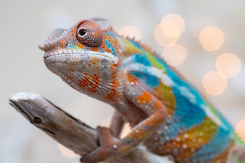 Holdbacks/Individuals: Ambilobe offspring from "Voanato-anjiana" (AKA Red Prince) x "Hafahafa-alkola" (AKA Strange Brew) - Hatched Sept 2025 - Male #4