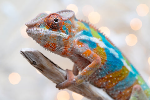 Holdbacks/Individuals: Ambilobe offspring from "Voanato-anjiana" (AKA Red Prince) x "Hafahafa-alkola" (AKA Strange Brew) - Hatched Sept 2025 - Male #4