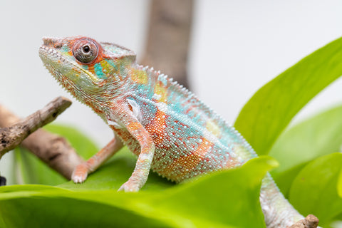 Ambilobe From "Voanato-anjiana" (AKA Red Prince) x "Karana Fahavaratra" (AKA Indian Summer) - Hatched March 2026 - Male #3