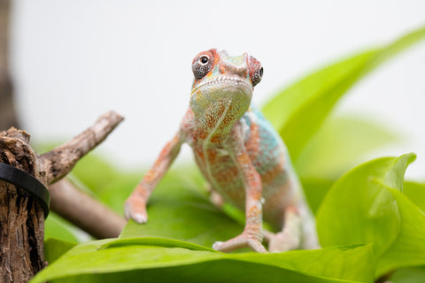 Ambilobe From "Voanato-anjiana" (AKA Red Prince) x "Karana Fahavaratra" (AKA Indian Summer) - Hatched March 2026 - Male #3