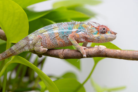 Ambilobe From "Voanato-anjiana" (AKA Red Prince) x "Karana Fahavaratra" (AKA Indian Summer) - Hatched March 2026 - Male #3