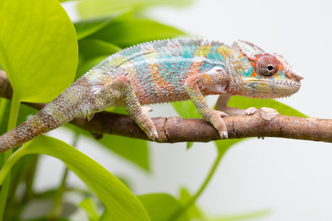Ambilobe From "Voanato-anjiana" (AKA Red Prince) x "Karana Fahavaratra" (AKA Indian Summer) - Hatched March 2026 - Male #3