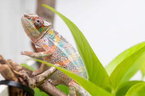 Ambilobe From "Voanato-anjiana" (AKA Red Prince) x "Karana Fahavaratra" (AKA Indian Summer) - Hatched March 2026 - Male #3
