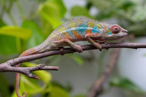 Ambilobe From "Voanato-anjiana" (AKA Red Prince) x "Karana Fahavaratra" (AKA Indian Summer) - Hatched March 2026 - Male #6