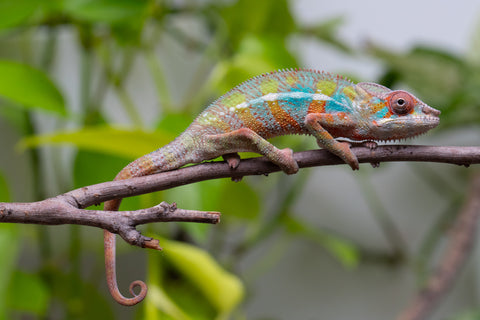 Ambilobe From "Voanato-anjiana" (AKA Red Prince) x "Karana Fahavaratra" (AKA Indian Summer) - Hatched March 2026 - Male #6