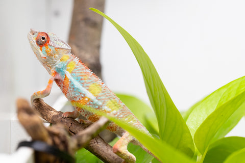 Ambilobe From "Voanato-anjiana" (AKA Red Prince) x "Karana Fahavaratra" (AKA Indian Summer) - Hatched March 2026 - Male #6