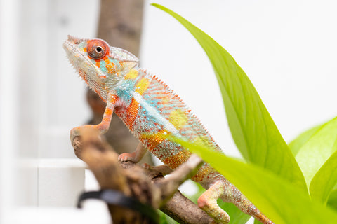 Ambilobe From "Voanato-anjiana" (AKA Red Prince) x "Karana Fahavaratra" (AKA Indian Summer) - Hatched March 2026 - Male #6