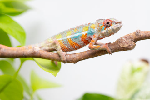 Ambilobe From "Voanato-anjiana" (AKA Red Prince) x "Karana Fahavaratra" (AKA Indian Summer) - Hatched March 2026 - Male #6