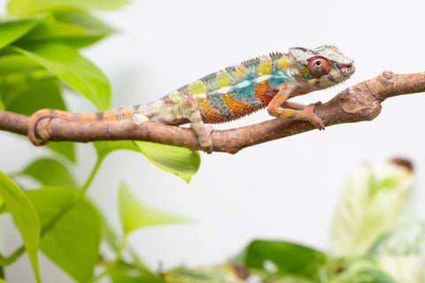 Ambilobe From "Voanato-anjiana" (AKA Red Prince) x "Karana Fahavaratra" (AKA Indian Summer) - Hatched March 2026 - Male #6