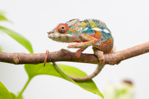 Ambilobe From "Voanato-anjiana" (AKA Red Prince) x "Karana Fahavaratra" (AKA Indian Summer) - Hatched March 2026 - Male #6