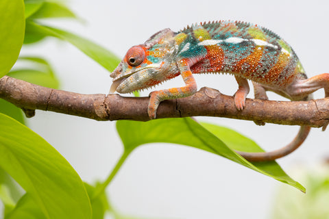 Ambilobe From "Voanato-anjiana" (AKA Red Prince) x "Karana Fahavaratra" (AKA Indian Summer) - Hatched March 2026 - Male #6