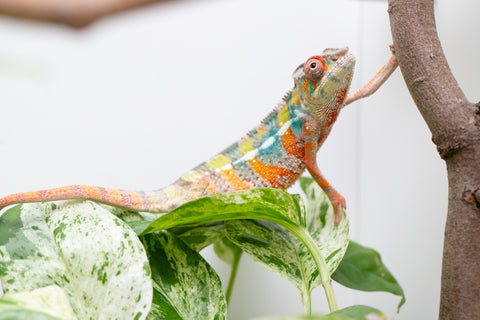 Ambilobe From "Voanato-anjiana" (AKA Red Prince) x "Karana Fahavaratra" (AKA Indian Summer) - Hatched March 2026 - Male #6