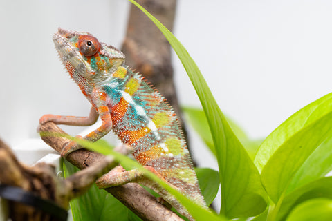 Ambilobe From "Voanato-anjiana" (AKA Red Prince) x "Karana Fahavaratra" (AKA Indian Summer) - Hatched March 2026 - Male #6