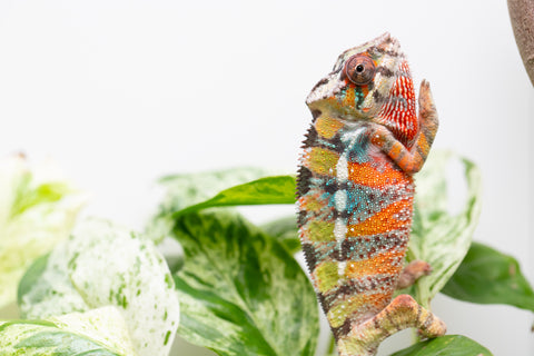 Ambilobe From "Voanato-anjiana" (AKA Red Prince) x "Karana Fahavaratra" (AKA Indian Summer) - Hatched March 2026 - Male #6