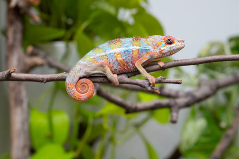 Ambilobe From "Voanato-anjiana" (AKA Red Prince) x "Karana Fahavaratra" (AKA Indian Summer) - Hatched March 2026 - Male #7