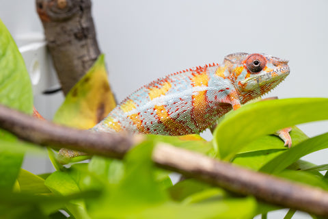 Ambilobe From "Voanato-anjiana" (AKA Red Prince) x "Karana Fahavaratra" (AKA Indian Summer) - Hatched March 2026 - Male #7