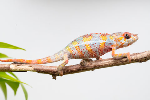 Ambilobe From "Voanato-anjiana" (AKA Red Prince) x "Karana Fahavaratra" (AKA Indian Summer) - Hatched March 2026 - Male #7