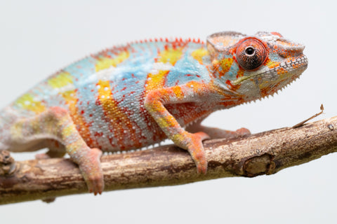 Ambilobe From "Voanato-anjiana" (AKA Red Prince) x "Karana Fahavaratra" (AKA Indian Summer) - Hatched March 2026 - Male #7