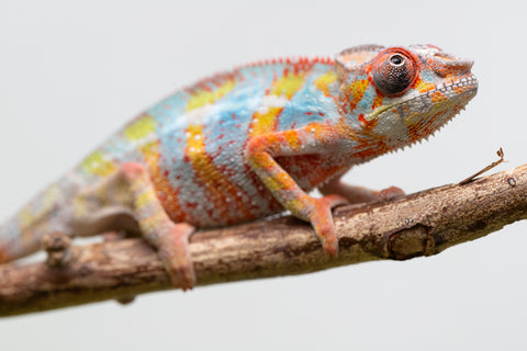 Ambilobe From "Voanato-anjiana" (AKA Red Prince) x "Karana Fahavaratra" (AKA Indian Summer) - Hatched March 2026 - Male #7