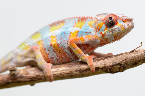 Ambilobe From "Voanato-anjiana" (AKA Red Prince) x "Karana Fahavaratra" (AKA Indian Summer) - Hatched March 2026 - Male #7
