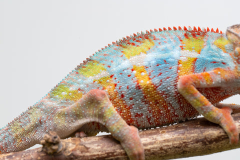 Ambilobe From "Voanato-anjiana" (AKA Red Prince) x "Karana Fahavaratra" (AKA Indian Summer) - Hatched March 2026 - Male #7