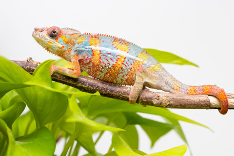 Ambilobe From "Voanato-anjiana" (AKA Red Prince) x "Karana Fahavaratra" (AKA Indian Summer) - Hatched March 2026 - Male #7