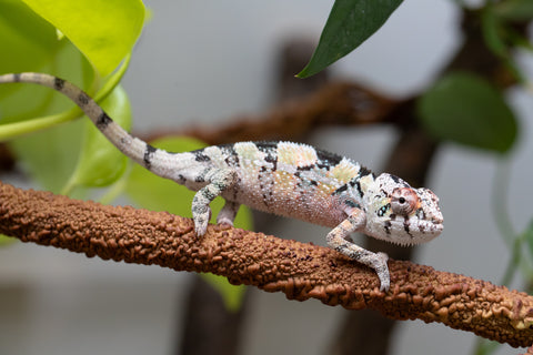 Holdbacks/Individuals: Ambilobe Offspring From "Voanato-anjiana" (AKA Red Prince) x "Karana Fahavaratra" (AKA Indian Summer) - Hatched March 2026 - Male #2 - Pick of Litter
