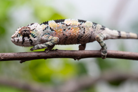 Holdbacks/Individuals: Ambilobe Offspring From "Voanato-anjiana" (AKA Red Prince) x "Karana Fahavaratra" (AKA Indian Summer) - Hatched March 2026 - Male #2 - Pick of Litter