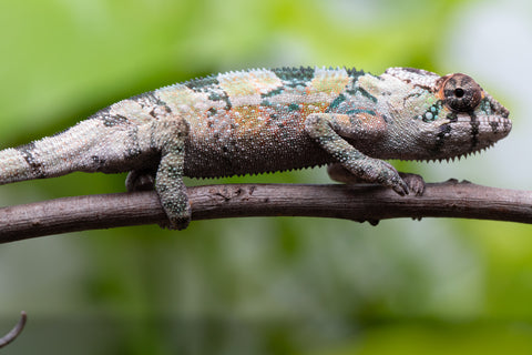 Holdbacks/Individuals: Ambilobe Offspring From "Voanato-anjiana" (AKA Red Prince) x "Karana Fahavaratra" (AKA Indian Summer) - Hatched March 2026 - Male #2 - Pick of Litter