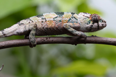 Holdbacks/Individuals: Ambilobe Offspring From "Voanato-anjiana" (AKA Red Prince) x "Karana Fahavaratra" (AKA Indian Summer) - Hatched March 2026 - Male #2 - Pick of Litter